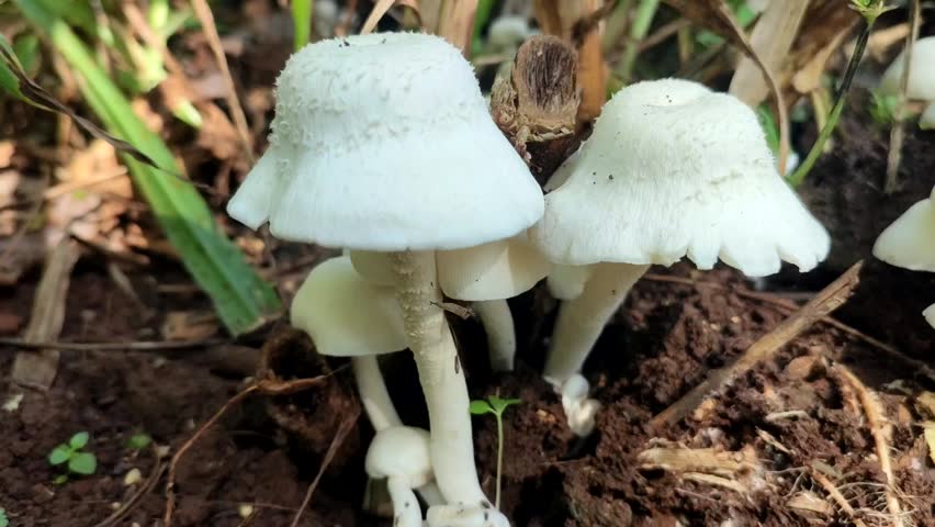 white mushroom plant on the ground
