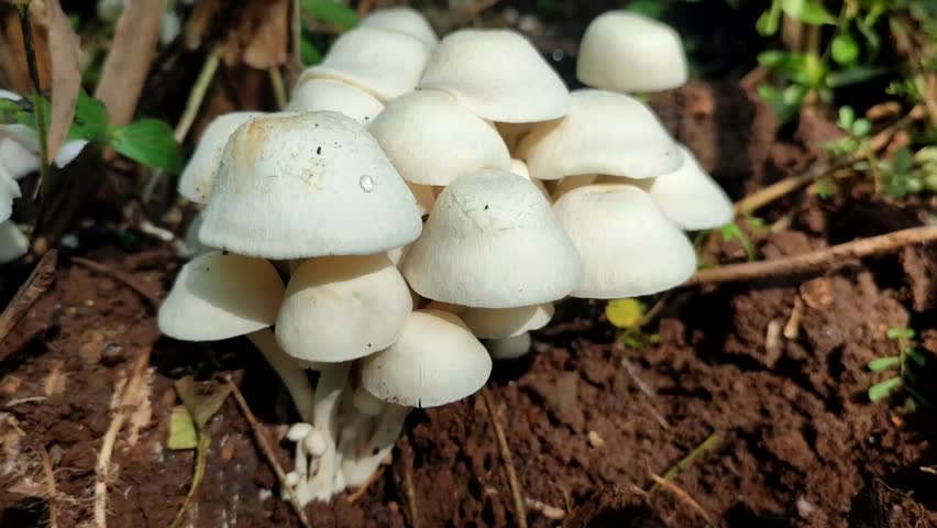white mushroom plant on the ground
