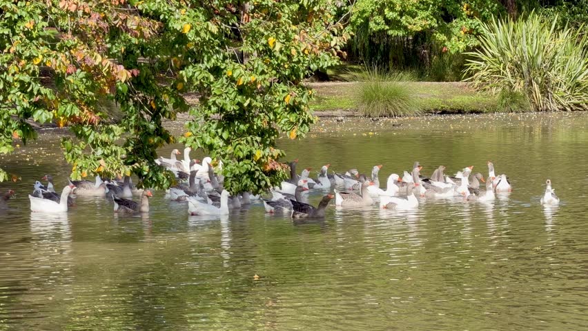A flock of geese resting near a calm lake surrounded by green foliage.