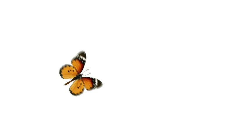 flight monarch butterfly on a white background with alpha channel