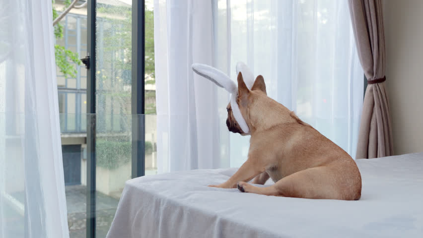 Dog wearing funny bunny ears sits on large bed, looking out the window before turning its head in another direction with a startled, wary expression. French Bulldog lets out a single quiet bark, creating a humorous contrast between the playful bunny headband and its serious, cautious mood.
