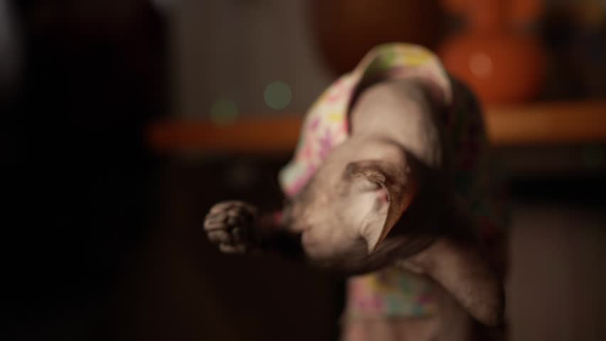 Curious sphynx cat dressed in a colorful shirt sitting inside a home, attentively observing its surroundings with its large green eyes and moving its head in different directions