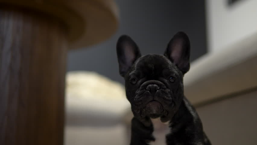 A curious black French Bulldog puppy looks directly at the camera while sitting on the floor of a modern living room. Authentic pet lifestyle and wellness concept.