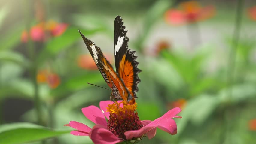 Slow motion footage of colorful butterfly taking off from pink flower. Graceful butterfly collects nectar from flower before flying away. Exotic butterfly flying away
