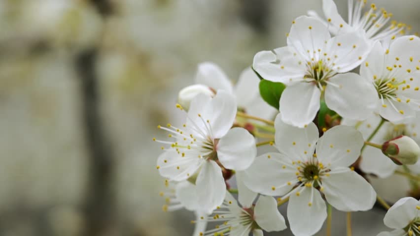 Early spring and white flower on tree branch close by, nature blooming in sunlight