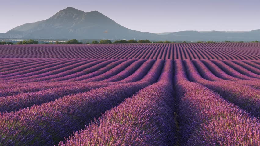 Vibrant purple flowers fill vast landscape of Valensole plateau in France. Panning shot of breathtaking lavender field, Provance, France. Rows of blooming violet lavender