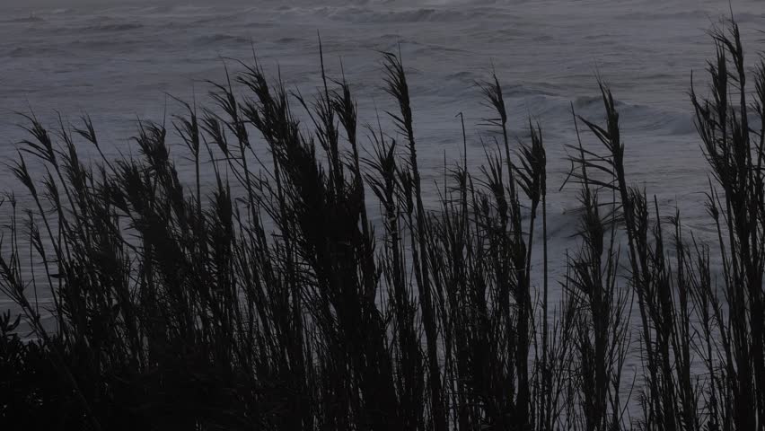 Silhouette of reeds shaking during heavy wind storm on the coastline.
