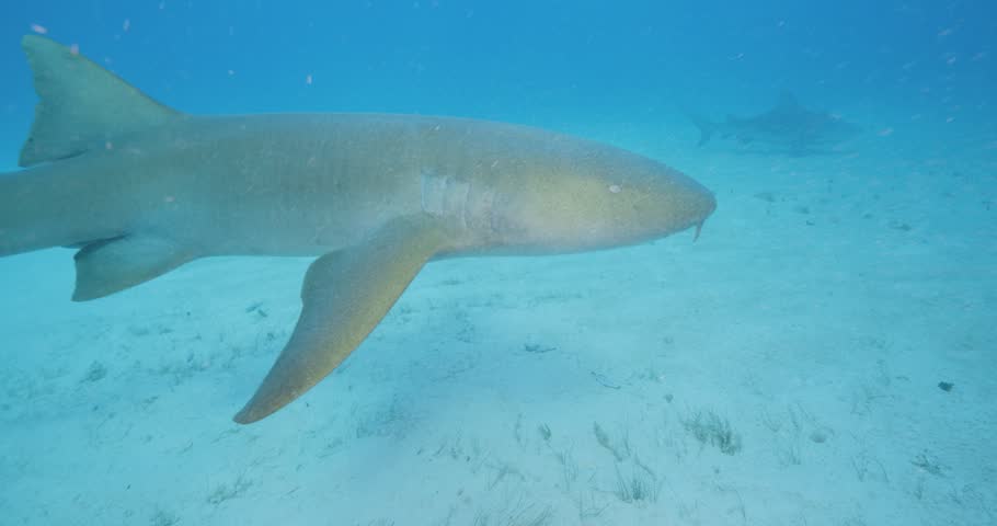 Underwater close up of a nurse shark swimming over sandy ocean floor in clear tropical blue water.