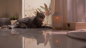 Close-up of fat gray tabby cat staring at a candle, then rising to lick its chubby belly before looking back at the light. Warm morning sunlight and shadows create a peaceful home mood. - Powered by Shutterstock - Get 15% off with code: PIKWIZARD15