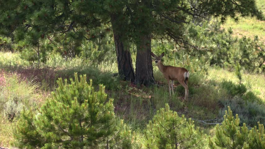 Young deer standing near trees, alert in its woodland habitat in Nebraska, USA