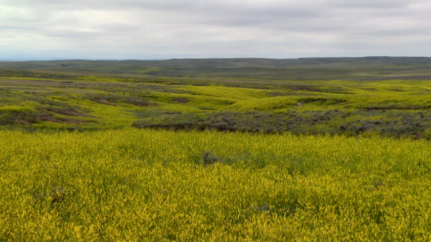 Nebraska, USA landscape featuring expansive fields of yellow flowering vegetation, tilt up shot