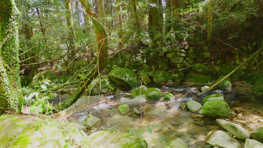 Crystal clear stream flowing through mossy rocks in a lush green forest
