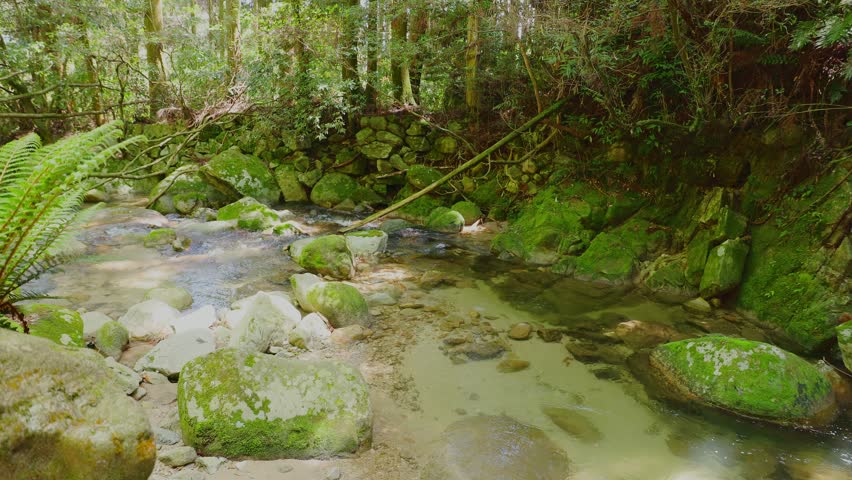 Crystal clear stream flowing through mossy rocks in a lush green forest