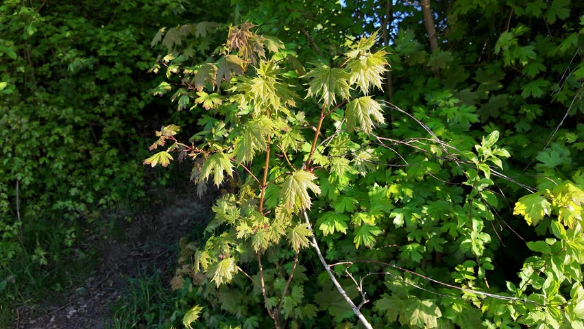 A young maple tree with light green leaves illuminated by the evening sun at the edge of a forest. Natural woodland scene with vibrant colors and deep shadow.