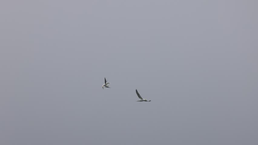 June 11 2024 Northern Gannets hunting off coast of Quebec Canada