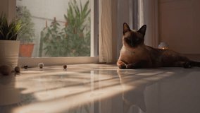Siamese cat resting by a screen door, squinting eyes and observing surroundings curiously. Warm morning sunlight and moving shadows create a peaceful, happy home atmosphere in a cozy living room. - Powered by Shutterstock - Get 15% off with code: PIKWIZARD15