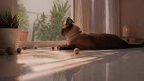 Slow zoom-in on Siamese cat resting in a cozy living room by a screen door with a candle and plant. Warm morning sunlight and shadows create a peaceful, happy home relaxation atmosphere. - Powered by Shutterstock - Get 15% off with code: PIKWIZARD15