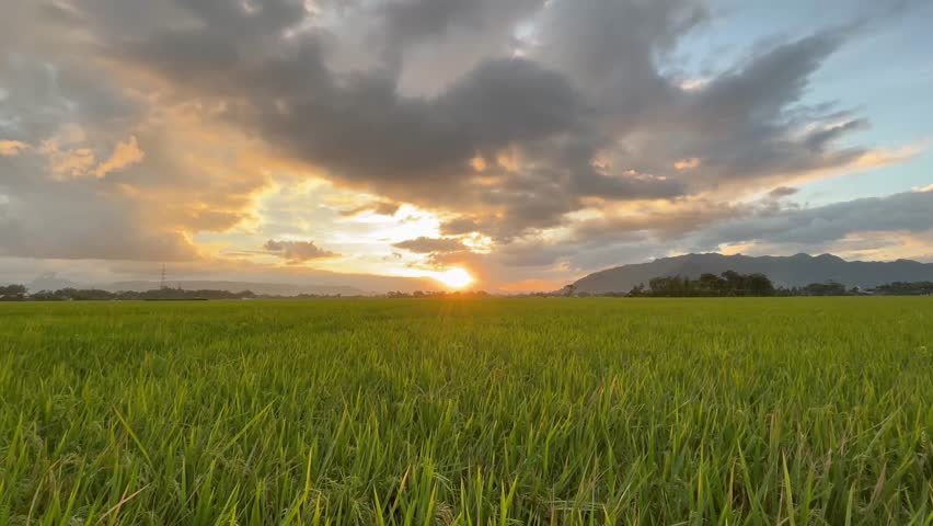 Beautiful sunset landscape over a lush paddy field. Vibrant orange sky with heavy clouds above a peaceful countryside and mountain range.