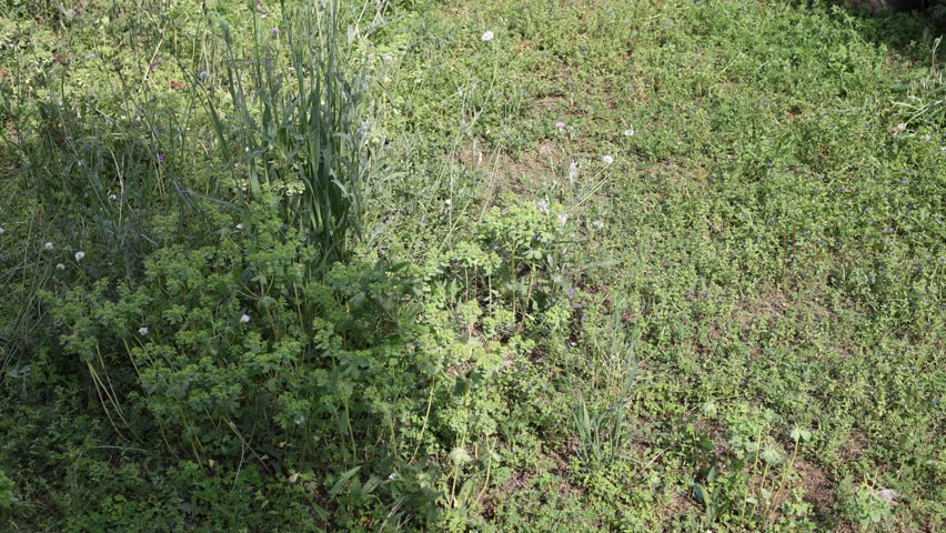 An Asian Mongoose prowling through green grass in natural habitat.