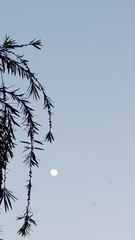 Full moon visible through willow tree branches at dusk with birds flying across the evening sky.
