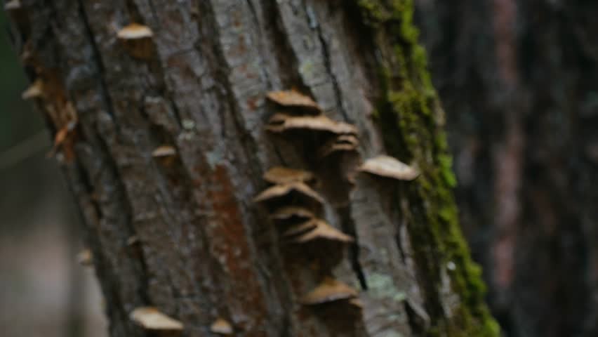 Close up view of tinder fungus growing on an old tree trunk covered with moss in a wild forest, showing the details of the bark texture and the natural woodland environment in a slow pan