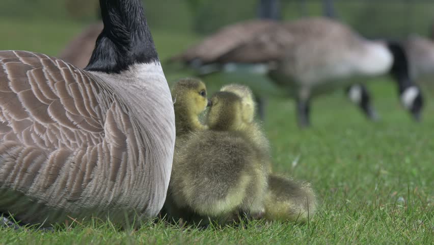 Canada Goose (Branta canadensis) family of young goslings and adults feeding in the background. Late April, Kent, UK [Half speed]