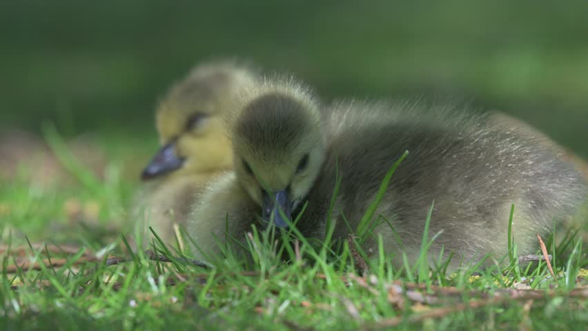Canada Goose (Branta canadensis) family of young goslings resting on a lawn as an adult eats the grass next to them. Late April, Kent, UK [Half speed]