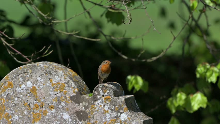European Robin (Erithacus rubecula) in a churchyard, taking off from a gravestone in slow motion. April, Kent, UK. [Slow motion x10]