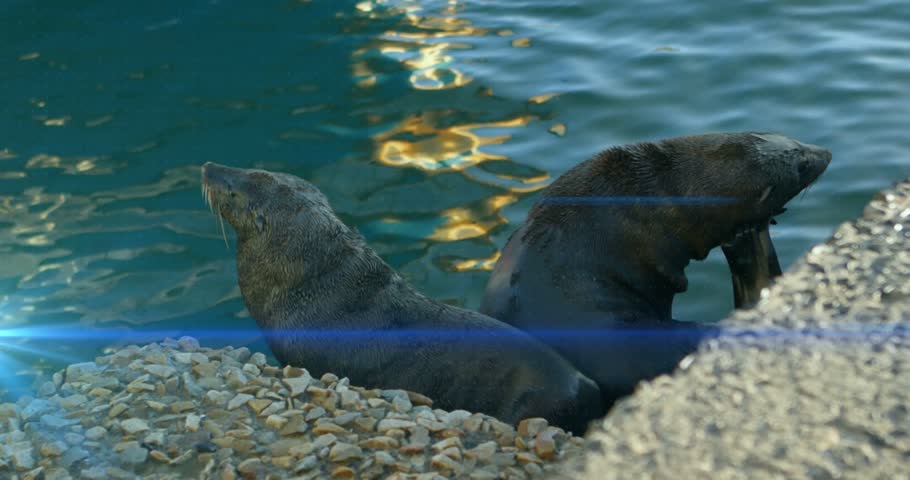 Lying pair of sea lions grooming flipper on pebble shore by calm water, with animated overlay. Mammals, duo, resting, preening, coastal, embankment, beach