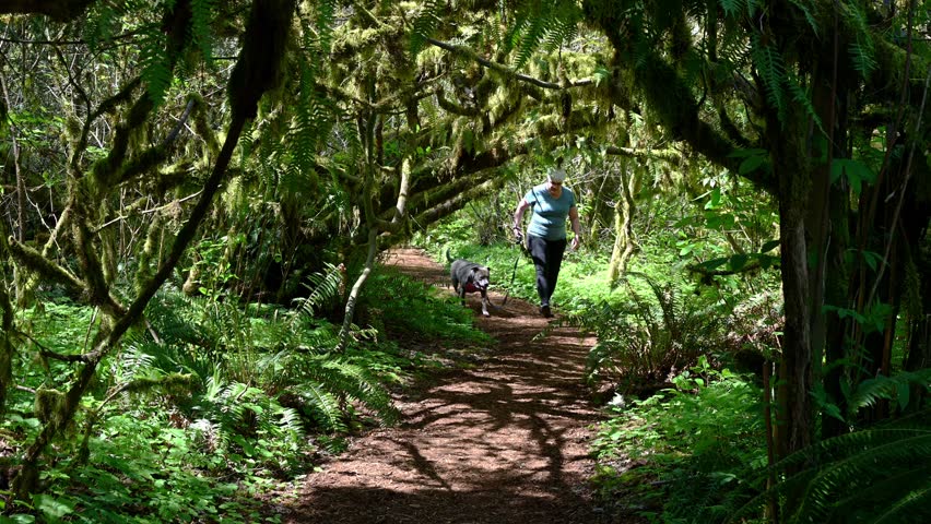 Woman walking with a dog down a woodland trail and ducking under low branches in Lewis Creek Park, recreation and exercise outdoors in nature
