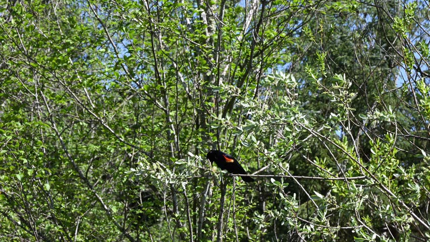 Male Red-Winged Blackbird perched on a tree branch being blown around by the wind, spring in nature

