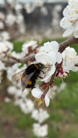 A bumblebee collects pollen from apricot flowers on a tree in spring on a sunny day.