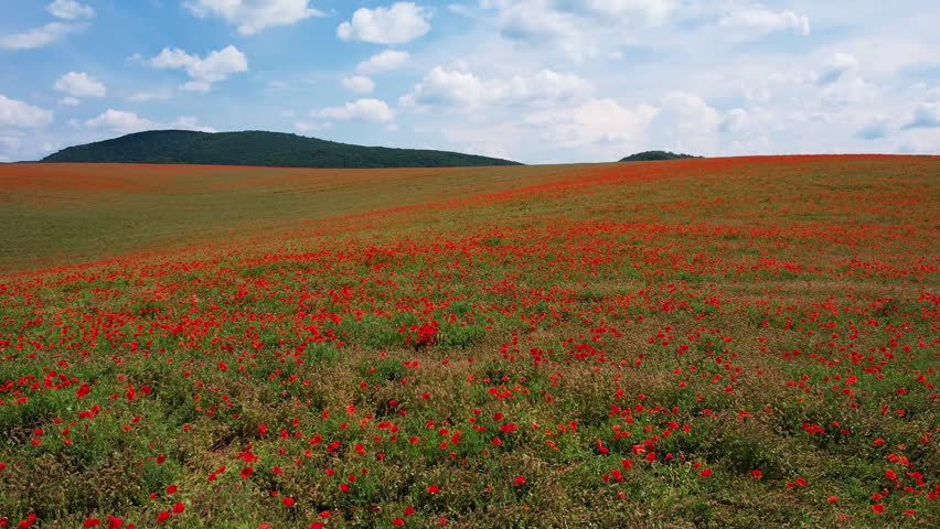 Aerial of Expansive field filled with vibrant red poppies under a clear blue sky and scattered clouds. Lush green surroundings and distant rolling hills create a picturesque rural landscape