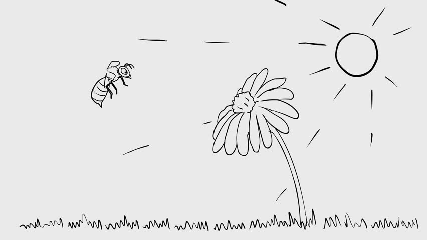 2d Animation motion graphics drawing of a bee hovering on daisy flower in meadow with sun on white, black and green screen in 4K ultra-high-definition.