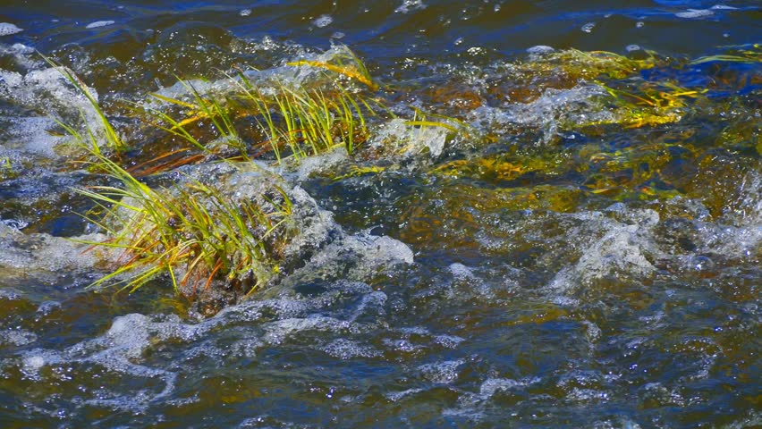 Fast Flowing Stream Rushing Around Aquatic Grass and Sedge with Foam and Bubbles - Wild River Water Texture