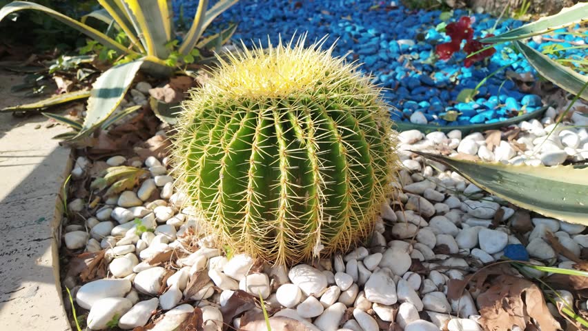 Beautiful golden barrel cactus echinocactus grusonii growing in decorative landscaped garden with white pebbles and blue stones.