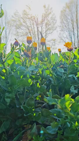 Yellow flowers blowing in the spring breeze