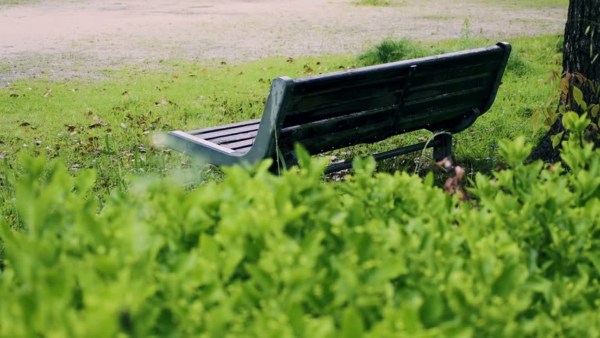 Empty bench in rainy park with green bushes