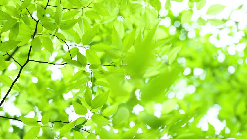 Swaying fresh green leaves in the wind background.