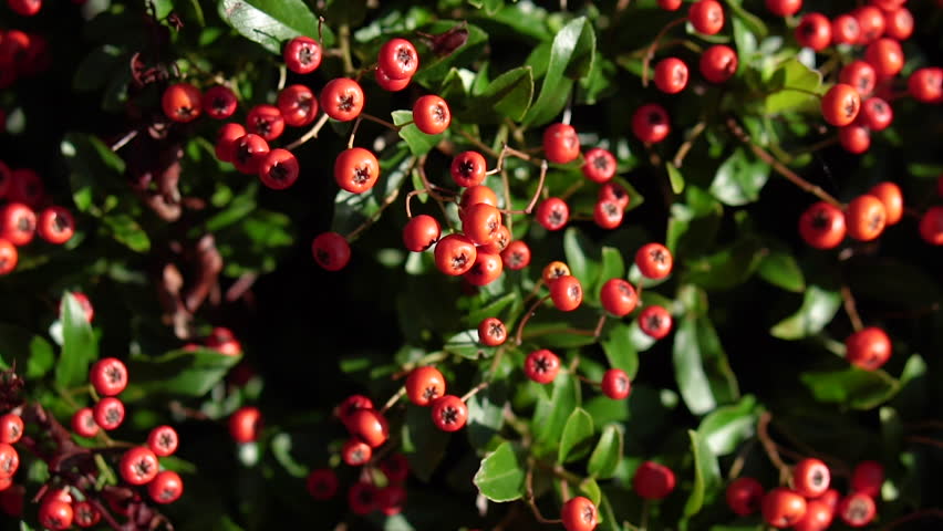 Rowan berries on branches among green leaves in natural environment.