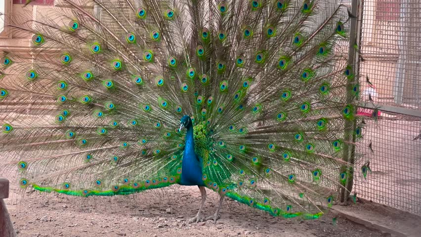 Indian peafowl displaying feathers at Topkapi Palace Museum in Istanbul, Turkey. Male peacock with open colorful tail and female walking nearby on palace grounds. Nature, heritage and wildlife
