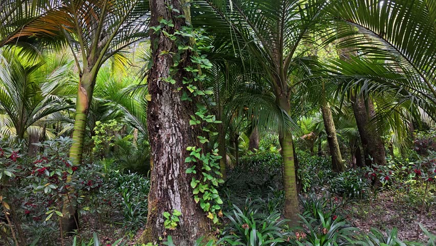 Walking trail among trees in a nature reserve