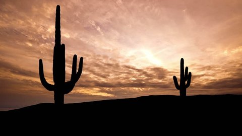 Arizona Saguaro dusk.