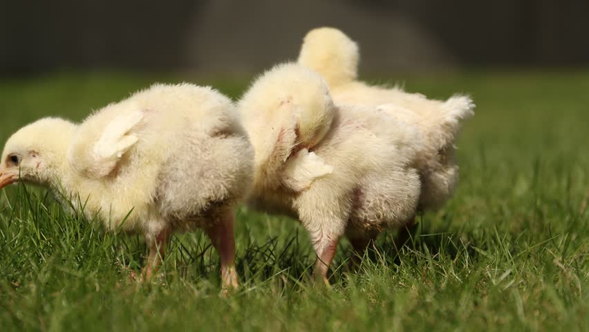 Cute baby chicks on green grass outdoors