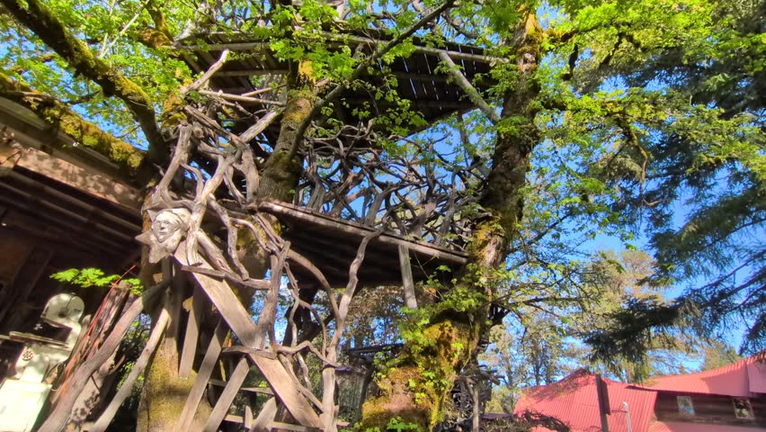 Video of whimsical two-story treehouse with staircase, roof and wooden banister, capturing playful handmade architecture in sunny forest surroundings.