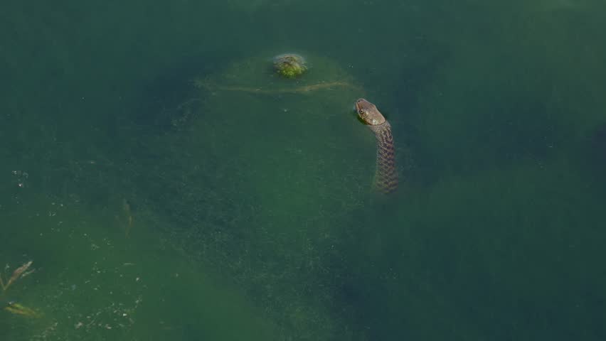 Close up wildlife video of a Checkered Keelback snake raising its head above algae covered freshwater river water during winter season in Himachal Pradesh, India.