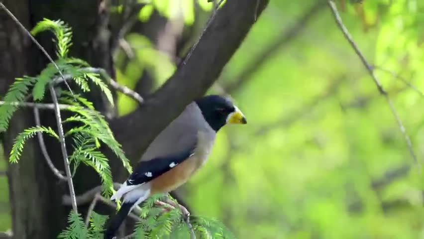 Close up of a beautiful wild bird with a thick yellow beak and black head perched on a green leafy tree branch