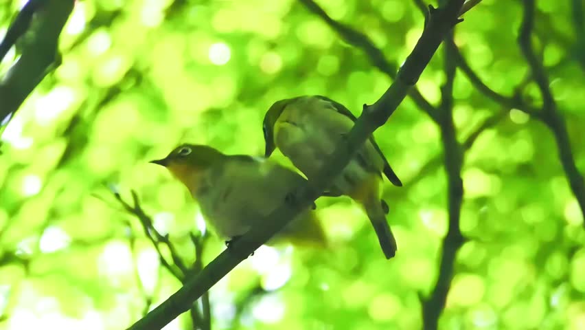Pair of Wild Birds Perching Together on a Natural Tree Branch