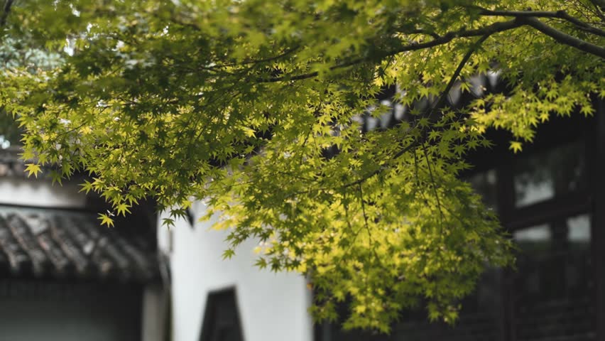 Elegant Maple Trees Displaying Autumn Foliage in a Classical Traditional Setting