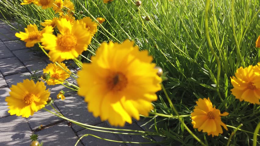 Yellow flowers with a bee